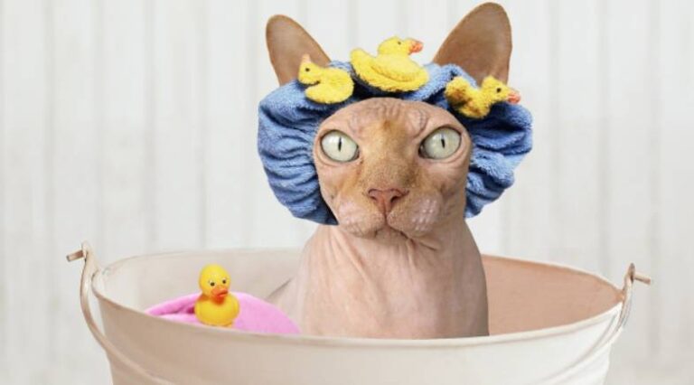 Gatos_Benheiro_2_Pulo_do_gato_SEO