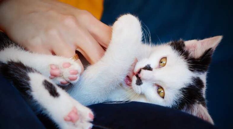 Gatos_agressivos_capa_SEO