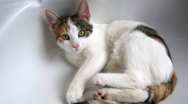Gatos_banheiro_Pulo_do_gato_SEO