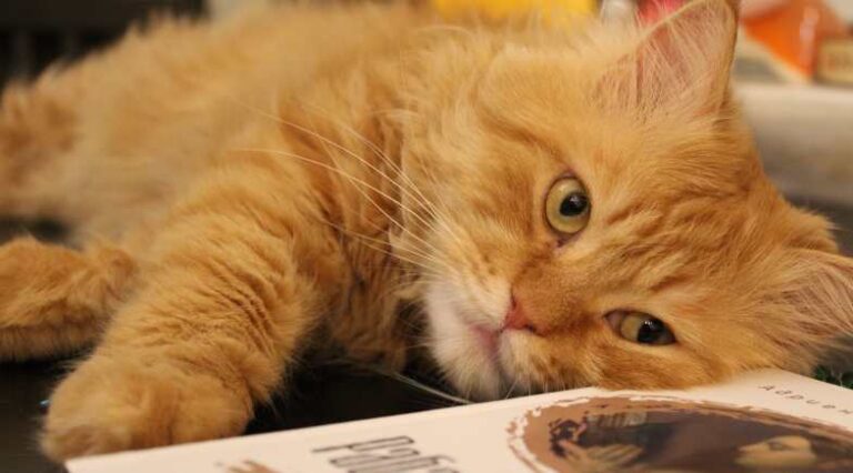Gatos_entediados_Pulo_do_gato_SEO