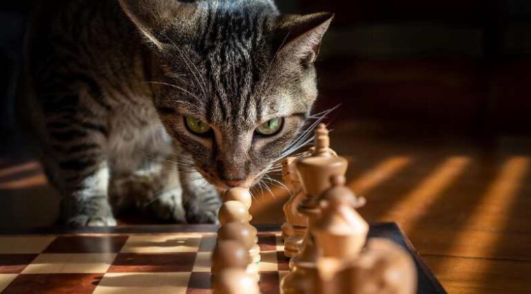 Gatos_inteligentes_Pulo_do_gato_SEO