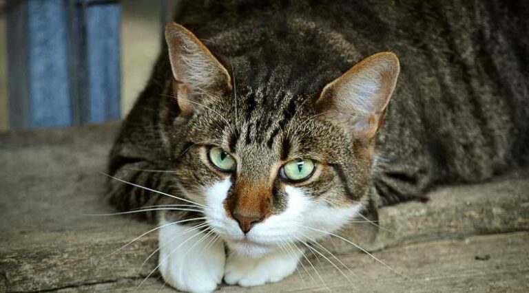 Gatos_surdos_fotos_SEO