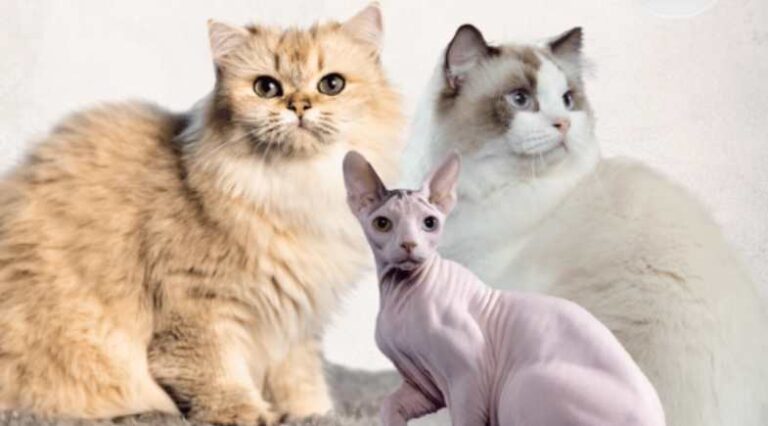 Guia_Raças_Pulo_do_Gato