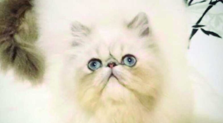 Himalaio_Pulo_do_Gato_SEO