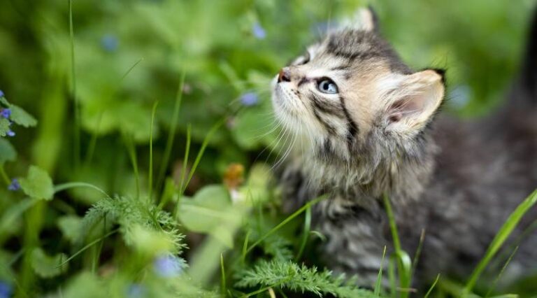 Horta_Pulo_do_gato_SEO
