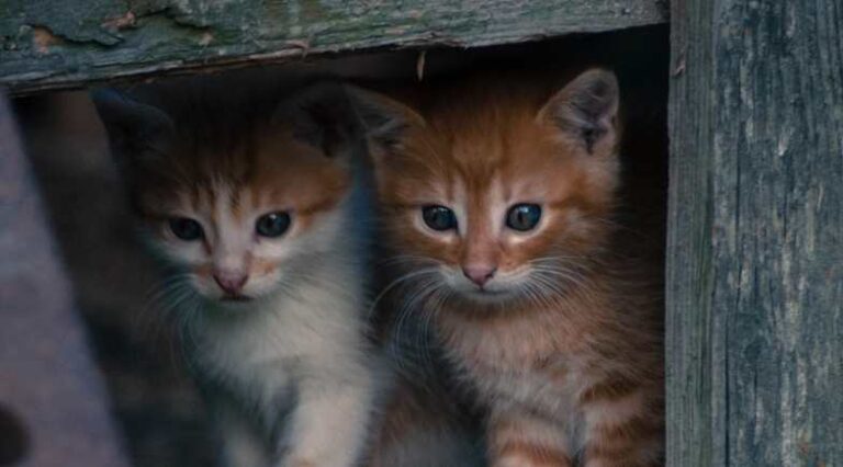 Introduzir_Novo_Gatinho_Pulo_do_Gato