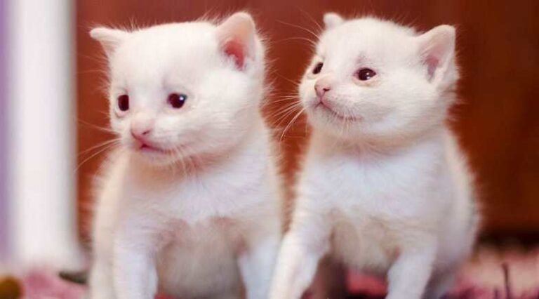 Jornal_Felino_gatos_Brancos_Albinos_Pulo_do_Gato