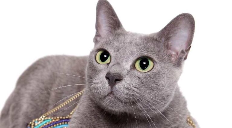 Korat_capa_Pulo_do_gato_SEO