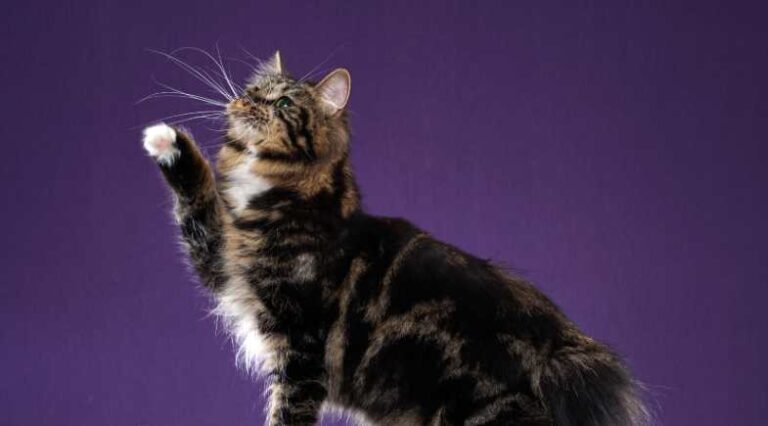 Kurilian_Bobtail_Pulo_do_Gato_SEO
