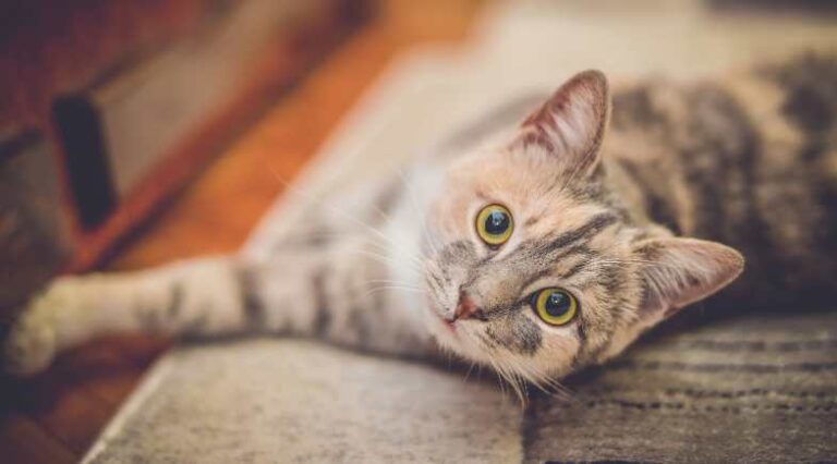 Loucos_por_gatos_Pulo_do_gato_capa_seo