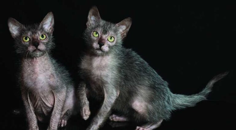 Lykoi_Pulo_do_Gato_SEO