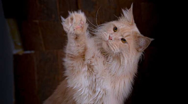 Maine_Coon_Pulo_do_Gato_SEO