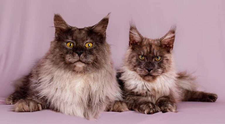 Maine_Coon_Rvista_Pulo_do_Gato_Capa