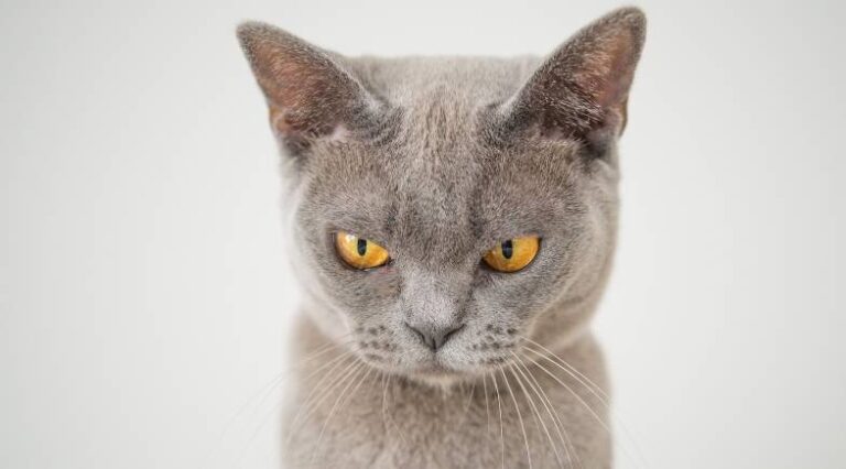 Mordidas_Pulo_do_gato_SEO