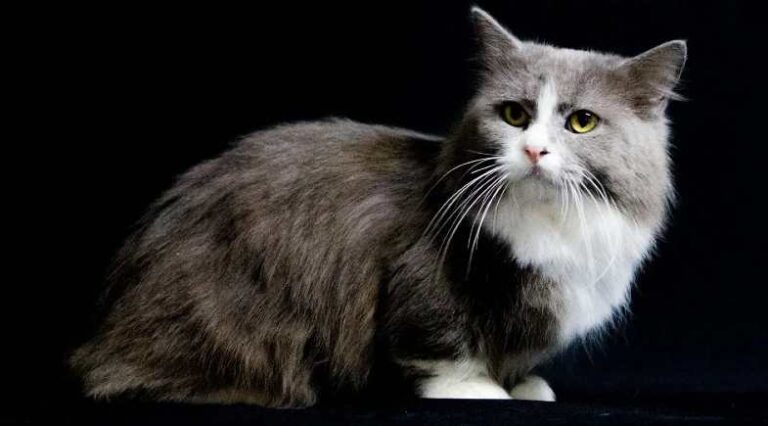 Munchkin_Pulo_do_Gato_SEO