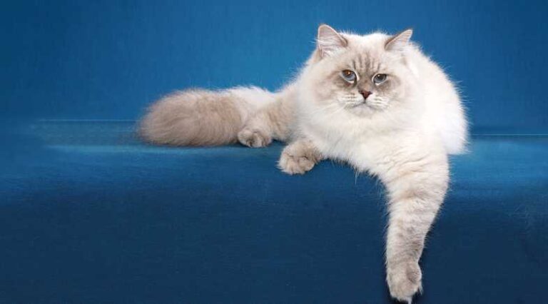 Neva_Masquerade_Pulo_do_Gato_SEO