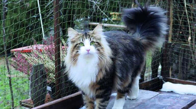 Noruegues_Floresta_Pulo_do_Gato_SEO