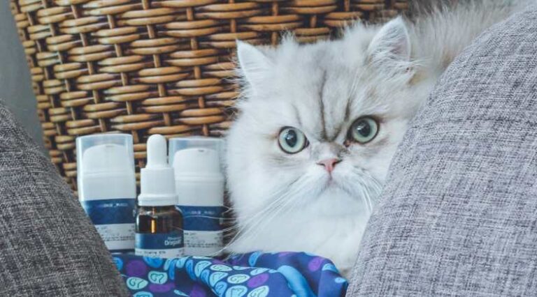 Nutracêuticos_Pulo_do_Gato