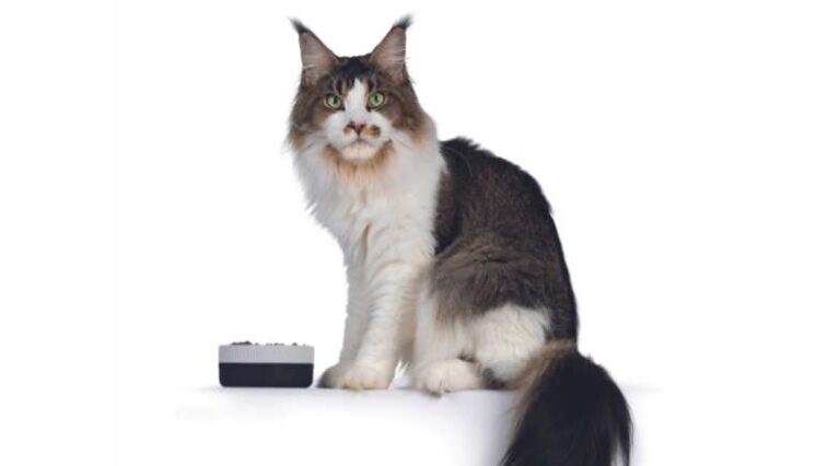 Nutricao_Medida_Certa_Pulo_do_Gato