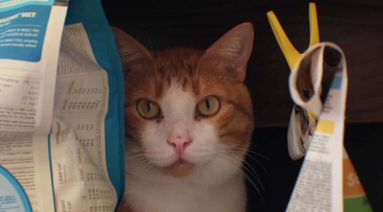 Nutricao_Pulo_do_gato_SEO