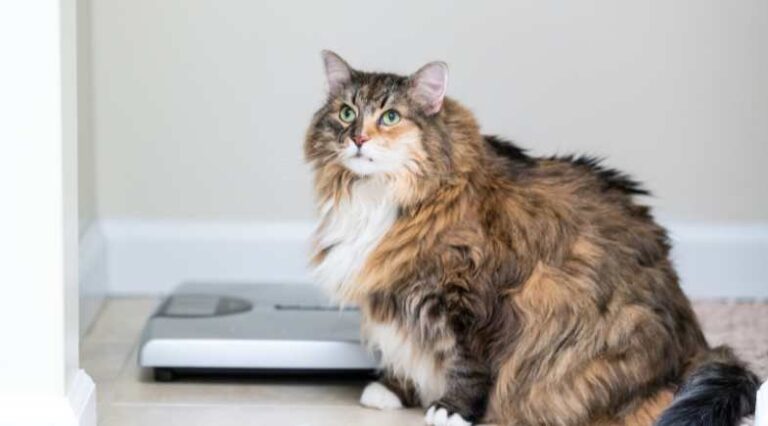 Obesidade_em_Felinos_Pulo_do_Gato