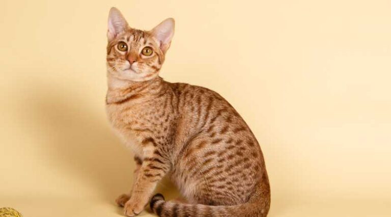 Ocicat_Pulo_do_Gato_SEO