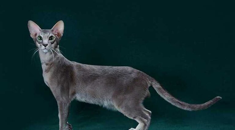 Oriental_Pulo_do_Gato_SEO