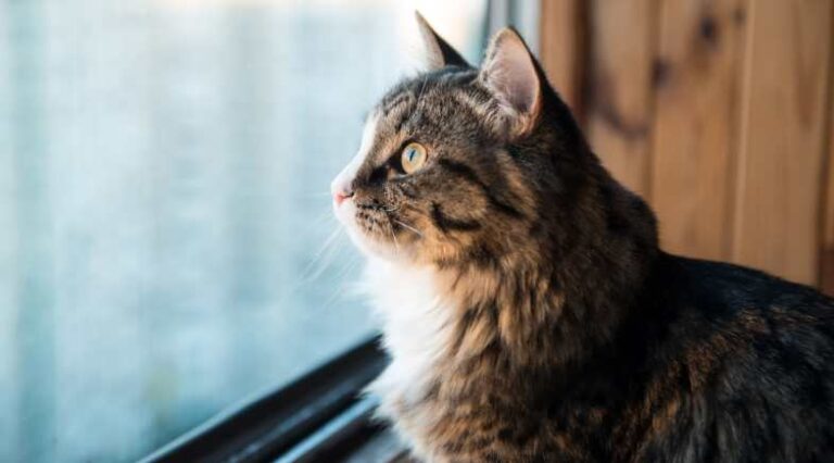 Osteoartrite_Pulo_do_Gato