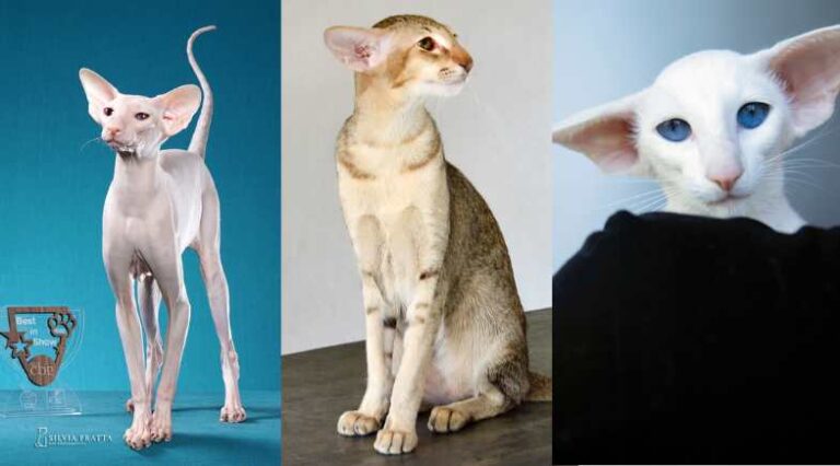 Perfil_Criador_Pulo_do_Gato_SEO