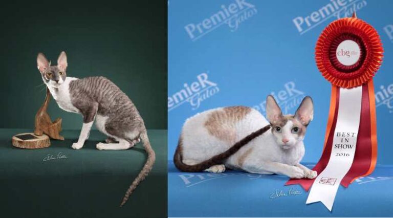 Perfil_Criadores_Cornish_Pulo_do_Gato_SEO