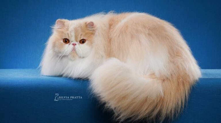 Persa_Capa_Pulo_do_Gato