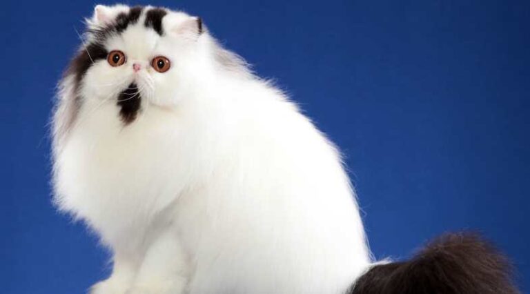 Persa_Pulo_do_Gato_SEO