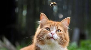 Acidentes com animais peçonhentos: o que fazer?