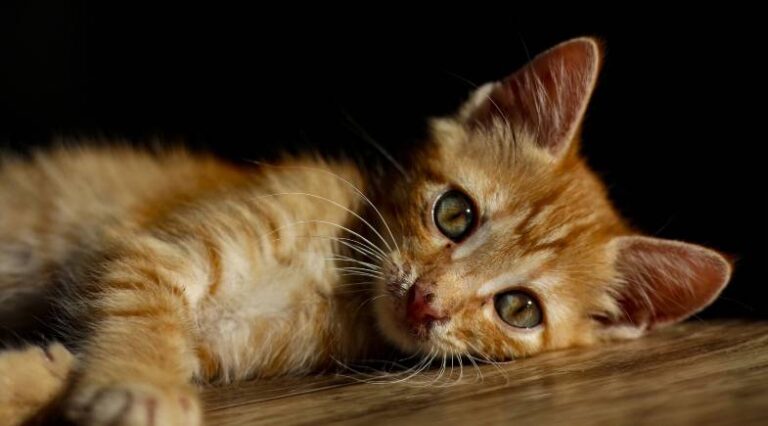 Pulo-do-gato-doenca-renal-seo