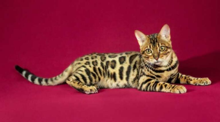 Raça_Bengal_Pulo_do_Gato