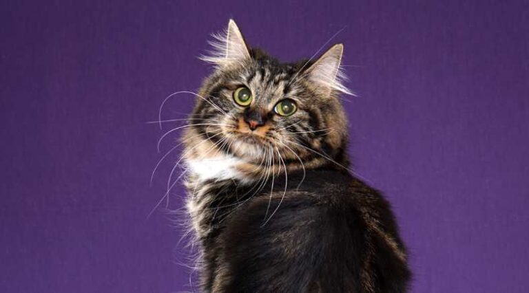 Raça_Kurilean_Pulo_do_Gato