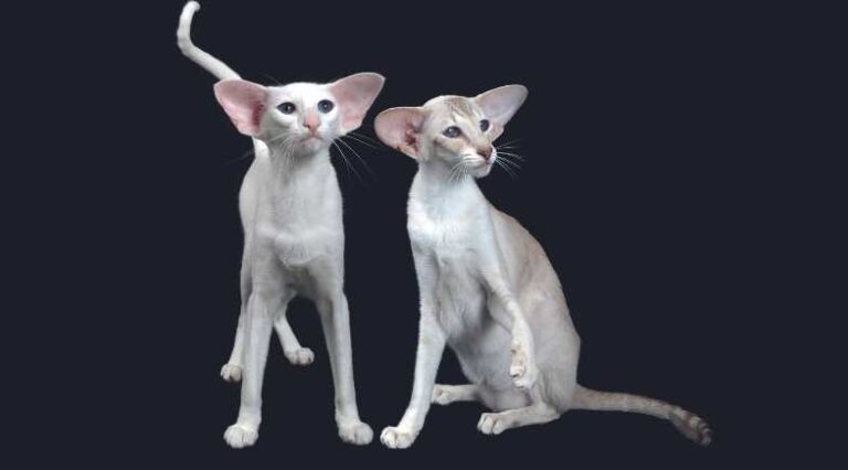 Raca_Oriental_Pulo_do_Gato_SEO