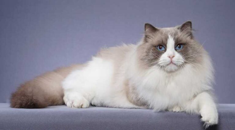 Ragdoll_Pulo_do_Gato_SEO