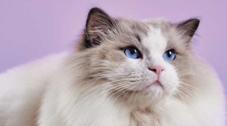 Ragdoll_Pulo_do_gato_SEO