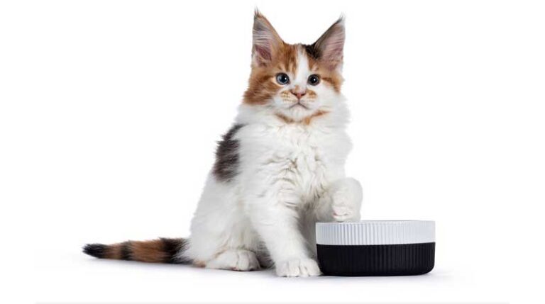 Revista-Pulo-do-gato-edicao-142-Alimento-seco-ou-úmido--qual-a-melhor-opção-