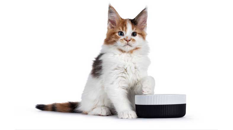 Revista-Pulo-do-gato-edicao-142-Alimento-seco-ou-úmido--qual-a-melhor-opção-