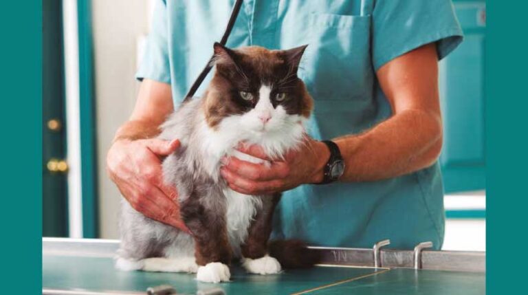 Revista-Pulo-do-gato-edicao-142-Cardiomiopatia-Hipertrófica-Felina--entenda-essa-doença