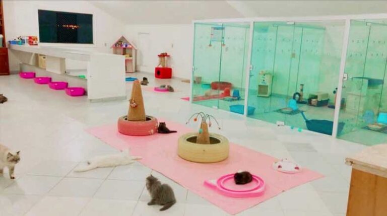 Revista-Pulo-do-gato-edicao-142-Gatil-Santilli--uma-criação