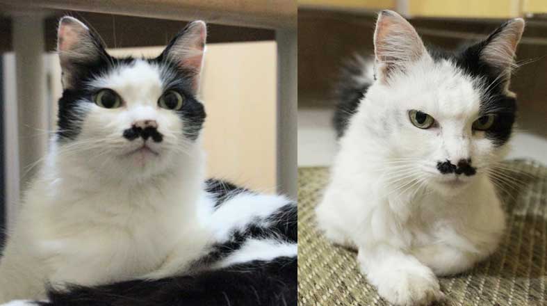 Enriquecimento_Ambiental_1_Pulo_Do_Gato