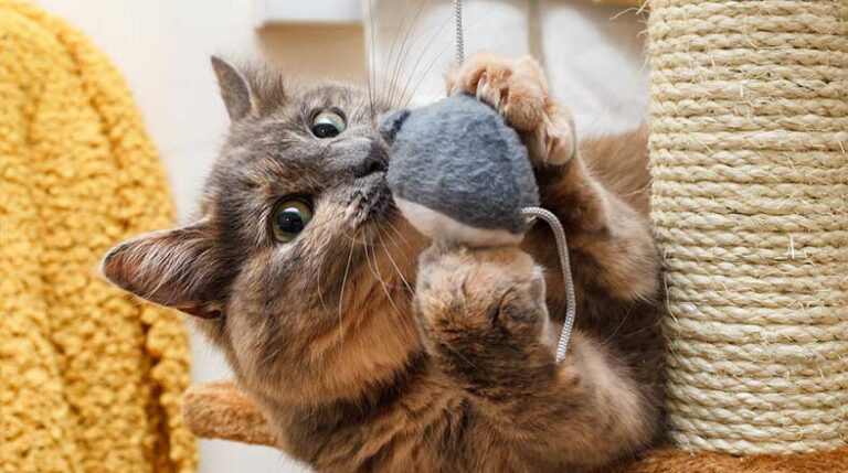 Revista-Pulo-do-gato-edicao-colecionador-ansiedade-em-gato