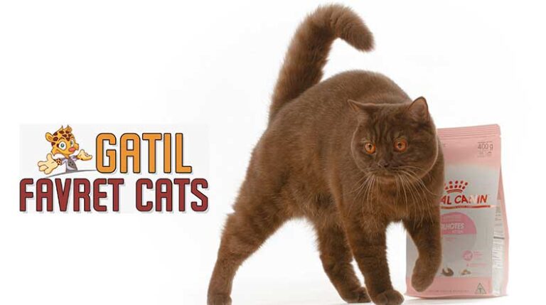 Revista-Pulo-do-gato-edicao-colecionador-gato-Gatil-Favret-cats