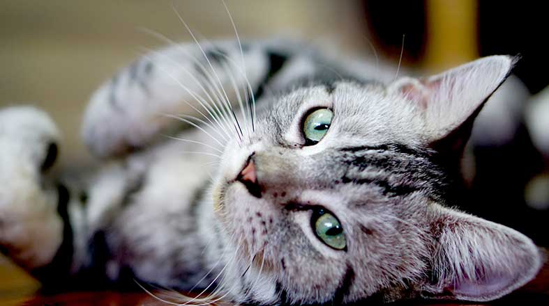 Minuet_Top_Gatos_Pulo_do_Gato