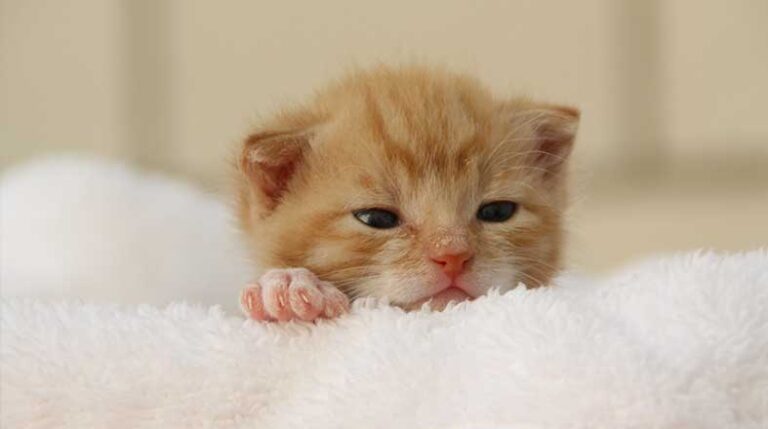 Revista-Pulo-do-gato-edicao-colecionador-gato-dez-cuidados-para-seu-gato-filhotes-cuidados