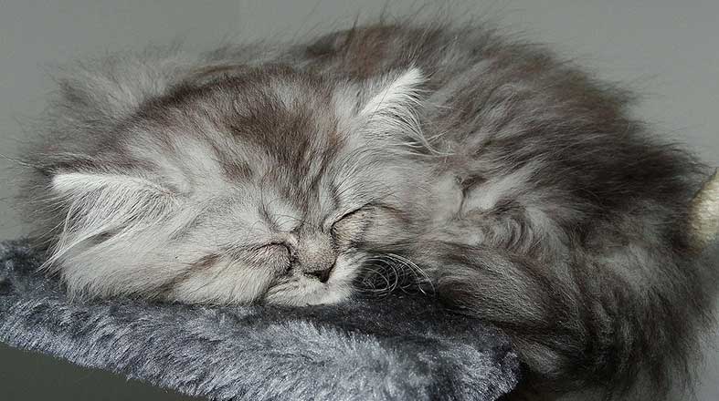Scottish_Fold_Top_Gatos_Pulo_do_Gato