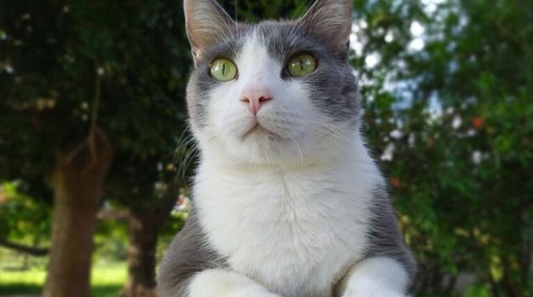 Revista-Pulo-do-gato-edicao-colecionador-gato-em-sitio
